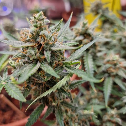 Gelato Auto  growlog timeline photo