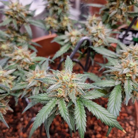 Blueberry Auto growlog timeline photo