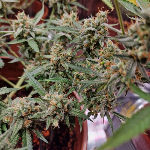 Gelato Auto  growlog timeline photo