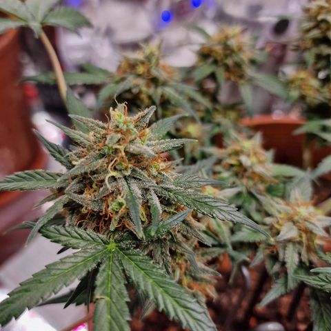 Blueberry Auto growlog timeline photo
