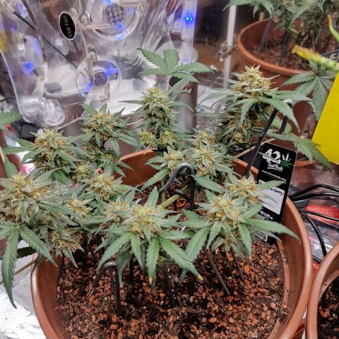 Blueberry Auto growlog timeline photo