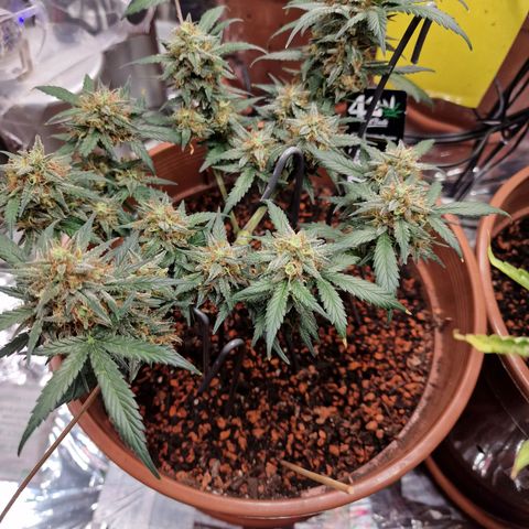 Blueberry Auto growlog timeline photo