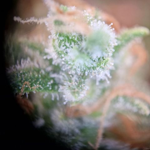 Gelato Auto  growlog timeline photo
