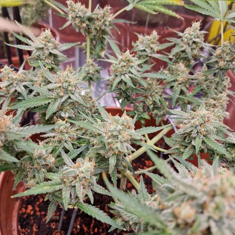 Gelato Auto  growlog timeline photo