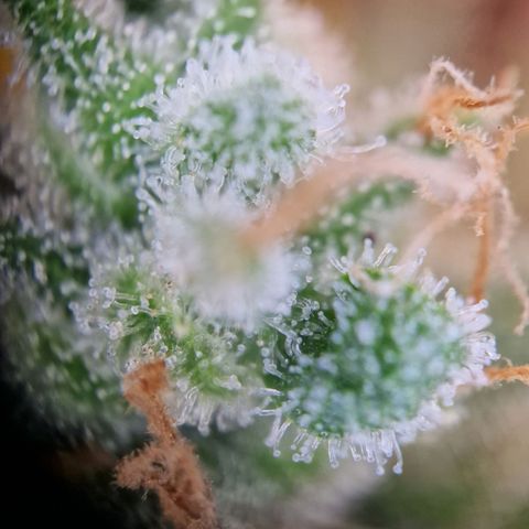 Gelato Auto  growlog timeline photo