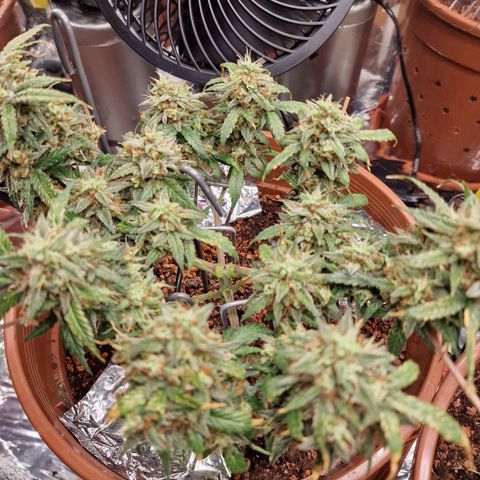 Blueberry Auto growlog timeline photo