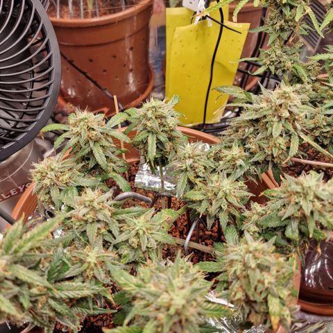 Blueberry Auto growlog timeline photo