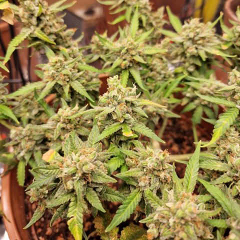 Gelato Auto  growlog photo: Letzten Stunden vor der Dunkelheit