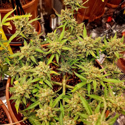 Gelato Auto  growlog photo: Letzten Stunden vor der Dunkelheit