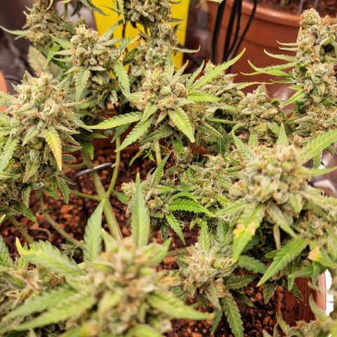 Gelato Auto  growlog photo: Letzten Stunden vor der Dunkelheit