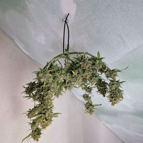 Gelato Auto  growlog photo: Letzten Bilder vor der Ernte, und aufgehangen.