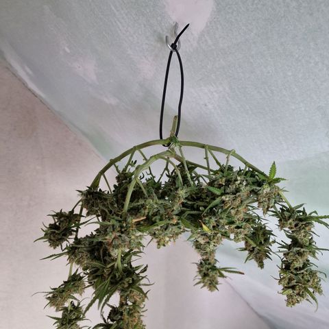Gelato Auto  growlog photo: Letzten Bilder vor der Ernte, und aufgehangen.