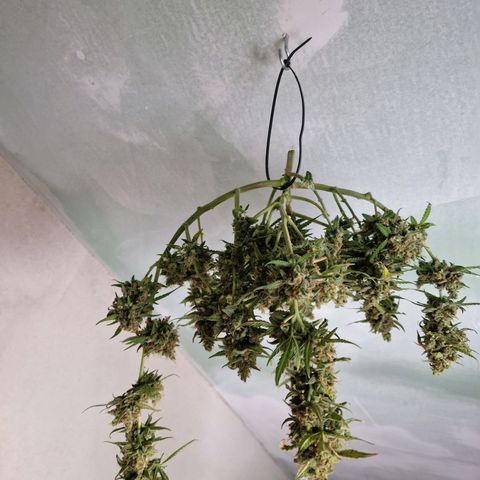 Gelato Auto  growlog photo: Letzten Bilder vor der Ernte, und aufgehangen.