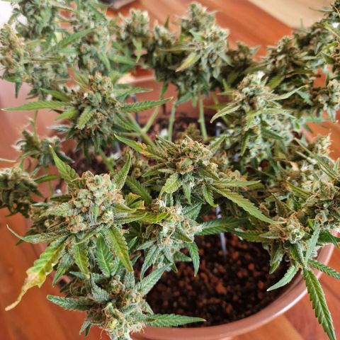 Gelato Auto  growlog photo: Letzten Bilder vor der Ernte, und aufgehangen.