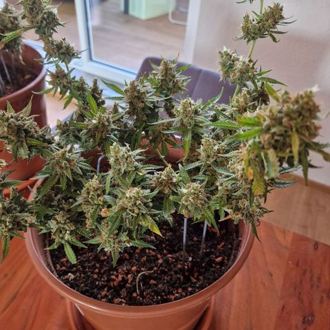 Gelato Auto  growlog photo: Letzten Bilder vor der Ernte, und aufgehangen.