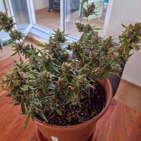 Gelato Auto  growlog photo: Letzten Bilder vor der Ernte, und aufgehangen.