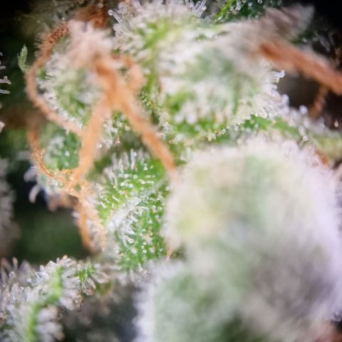 Gelato Auto  growlog timeline photo