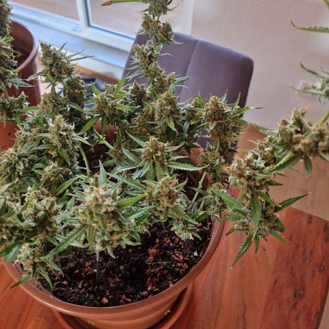 Gelato Auto  growlog photo: Letzten Bilder vor der Ernte, und aufgehangen.