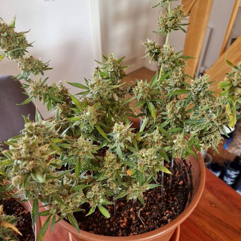 Gelato Auto  growlog photo: Letzten Bilder vor der Ernte, und aufgehangen.