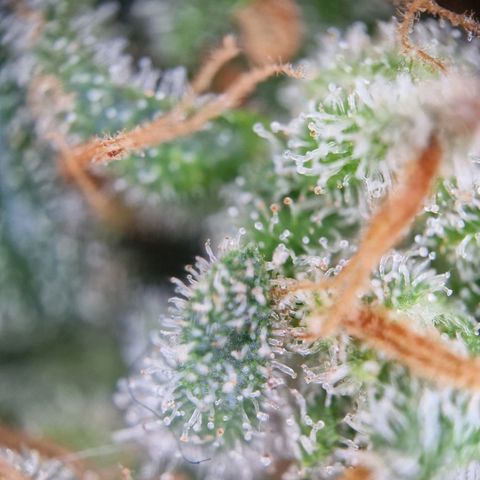 Gelato Auto  growlog timeline photo