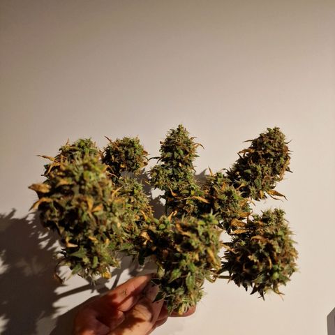 Blueberry Auto growlog timeline photo
