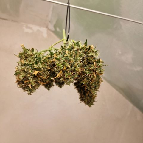 Blueberry Auto growlog timeline photo