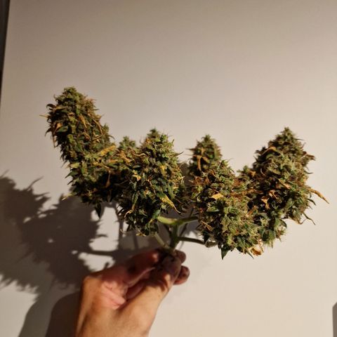 Blueberry Auto growlog timeline photo