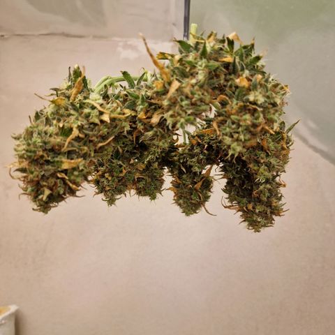 Blueberry Auto growlog photo: Gewicht nass 85 Gramm