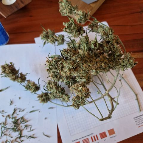 Gelato Auto  growlog photo: Blüten getrocknet 26,7gramm 