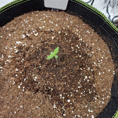 King's Juice #1 growlog timeline photo