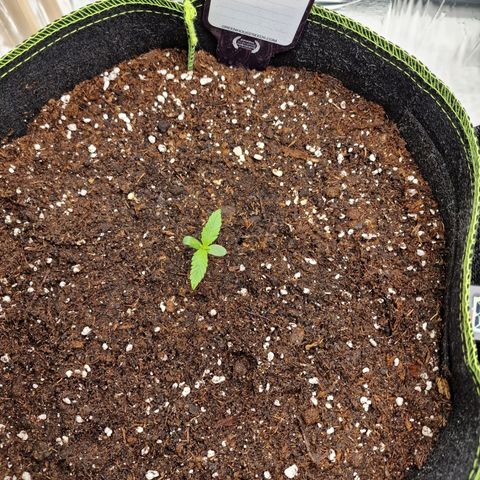 King's Juice #1 growlog timeline photo