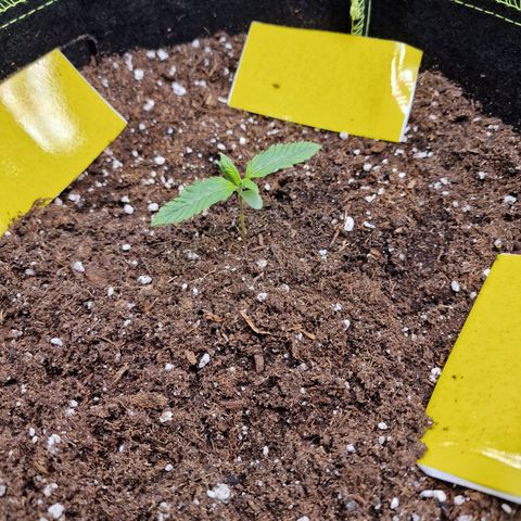 King's Juice #1 growlog timeline photo