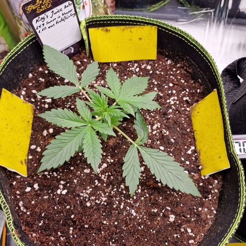 King's Juice #1 growlog timeline photo