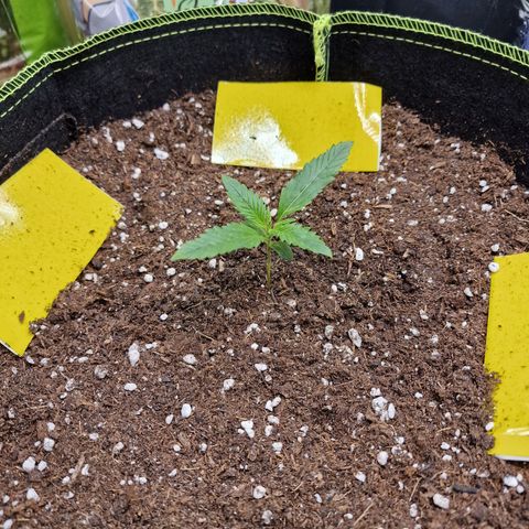 King's Juice #1 growlog timeline photo