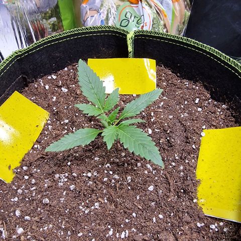 King's Juice #1 growlog timeline photo