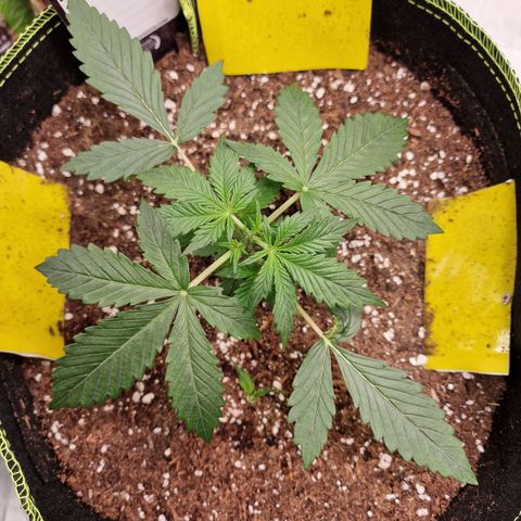 King's Juice #1 growlog timeline photo