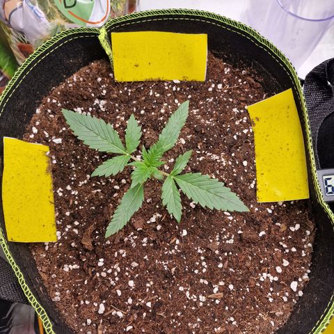 King's Juice #1 growlog timeline photo