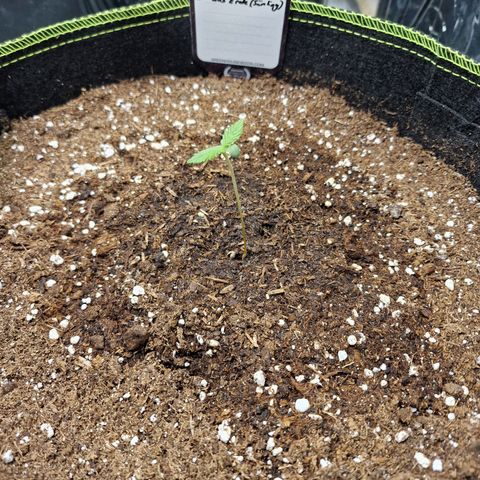 King's Juice #2 growlog timeline photo