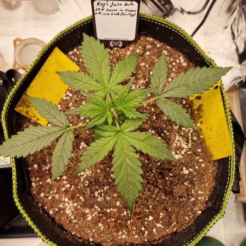 King's Juice #2 growlog timeline photo