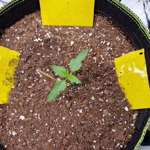 King's Juice #2 growlog timeline photo