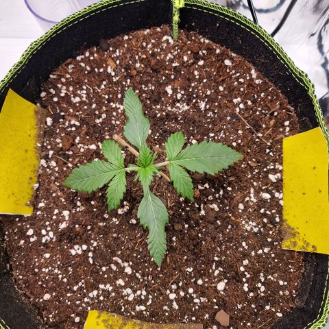 King's Juice #2 growlog timeline photo