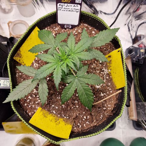 King's Juice #2 growlog timeline photo