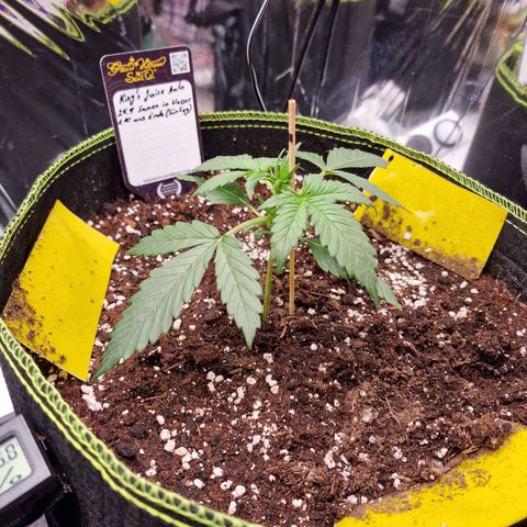 King's Juice #2 growlog timeline photo
