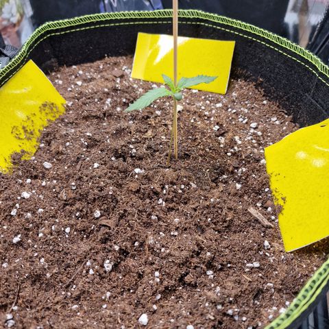 King's Juice #2 growlog timeline photo
