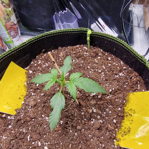 King's Juice #2 growlog timeline photo