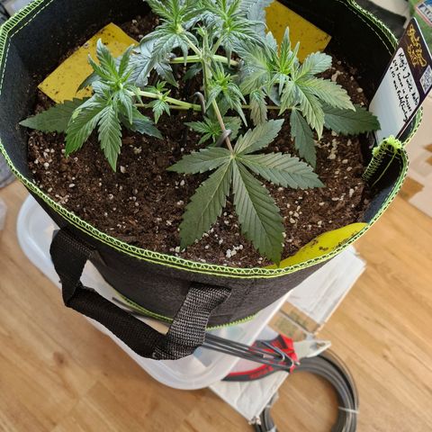 King's Juice #1 growlog timeline photo