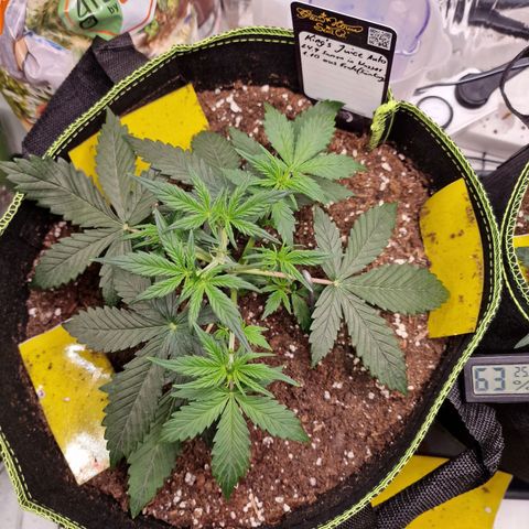 King's Juice #1 growlog timeline photo