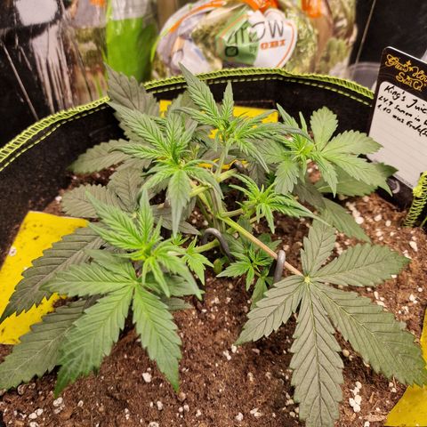 King's Juice #1 growlog timeline photo