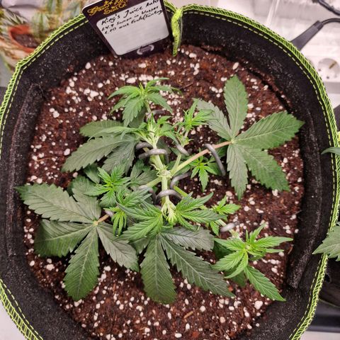 King's Juice #1 growlog timeline photo
