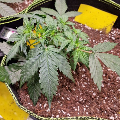 King's Juice #2 growlog timeline photo